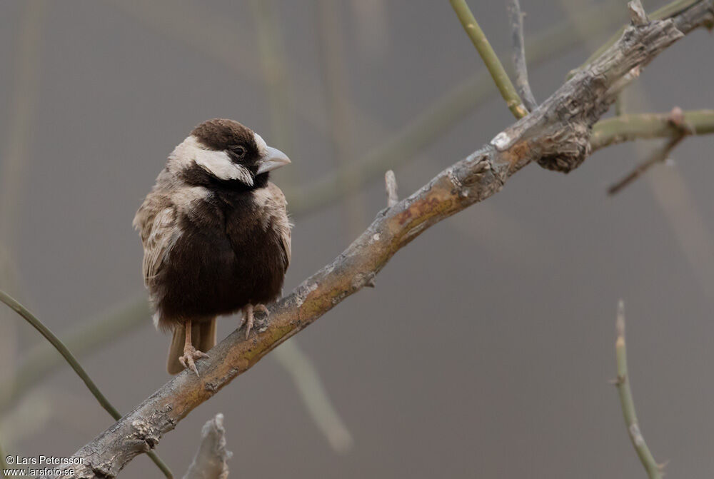 Black-crowned Sparrow-Lark