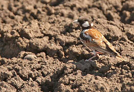 Chestnut-backed Sparrow-Lark