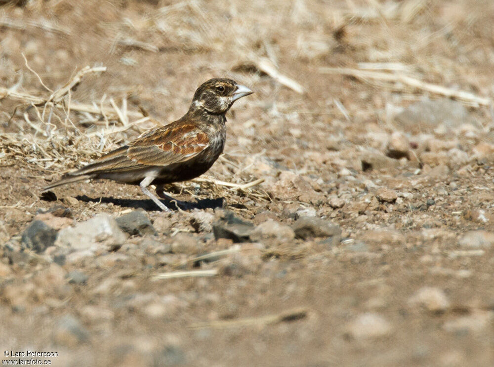 Chestnut-backed Sparrow-Lark