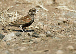 Chestnut-backed Sparrow-Lark