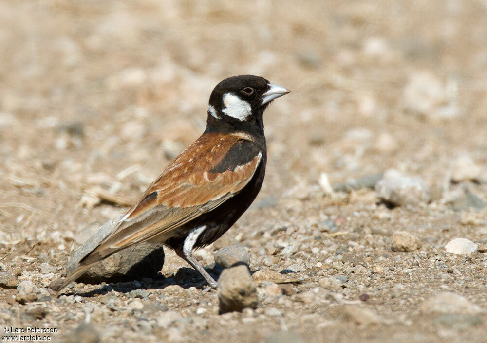 Chestnut-backed Sparrow-Lark