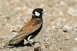 Chestnut-backed Sparrow-Lark