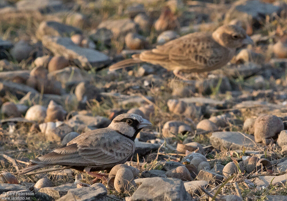 Ashy-crowned Sparrow-Lark