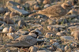 Ashy-crowned Sparrow-Lark