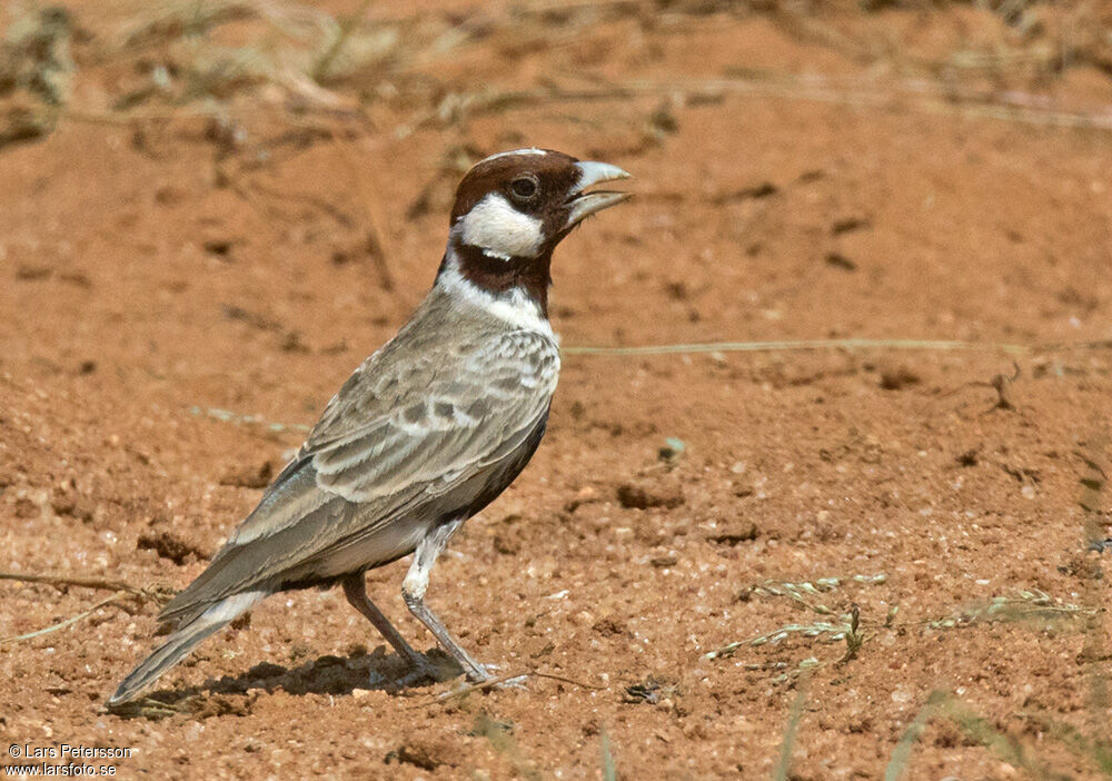 Moinelette d'Oustalet