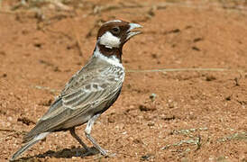 Chestnut-headed Sparrow-Lark