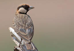 Fischer's Sparrow-Lark