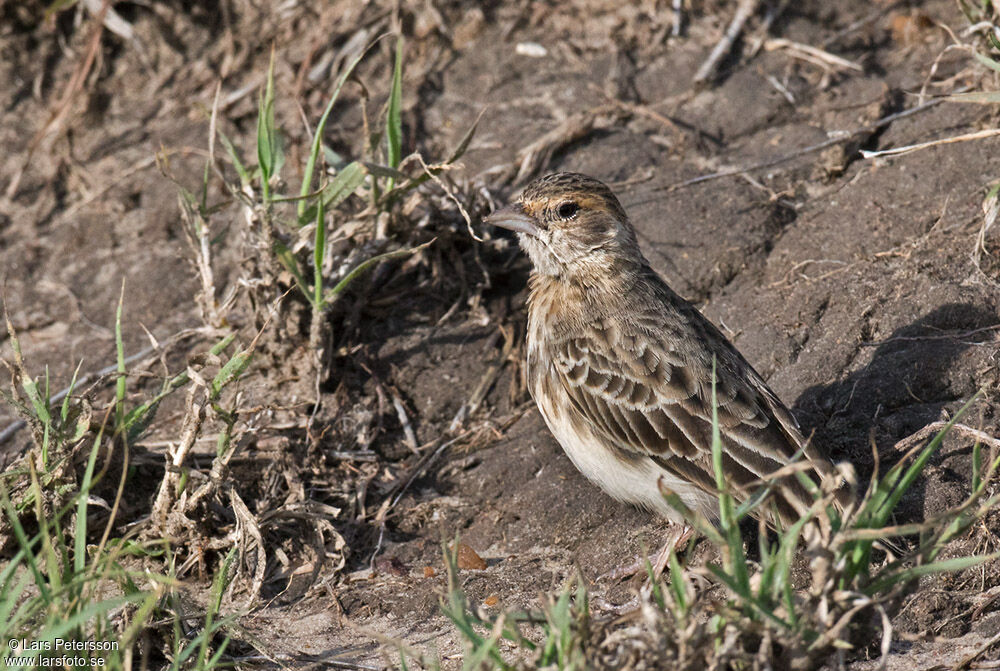 Fischer's Sparrow-Lark