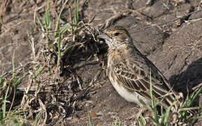 Fischer's Sparrow-Lark