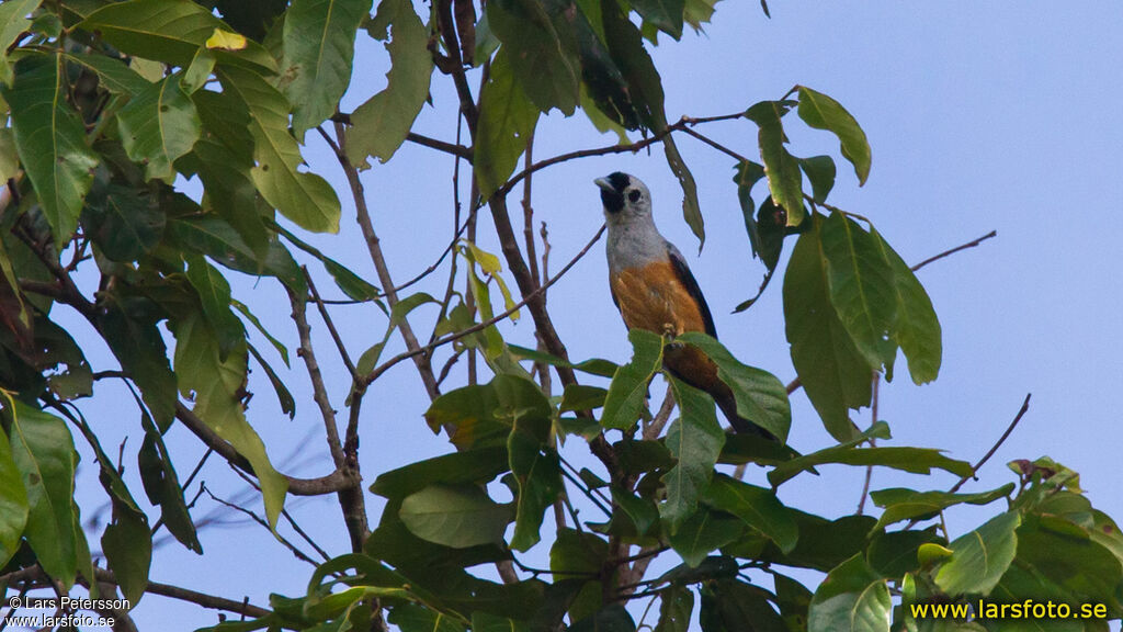 Black-winged Monarchadult