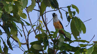 Black-winged Monarch