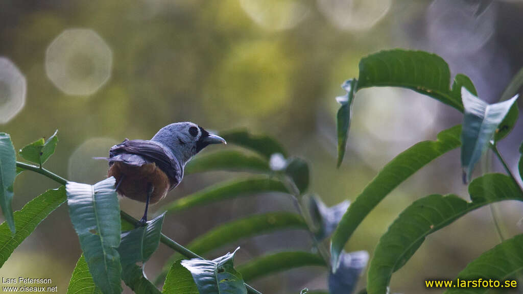 Monarque à ailes noiresadulte