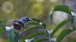 Black-winged Monarch