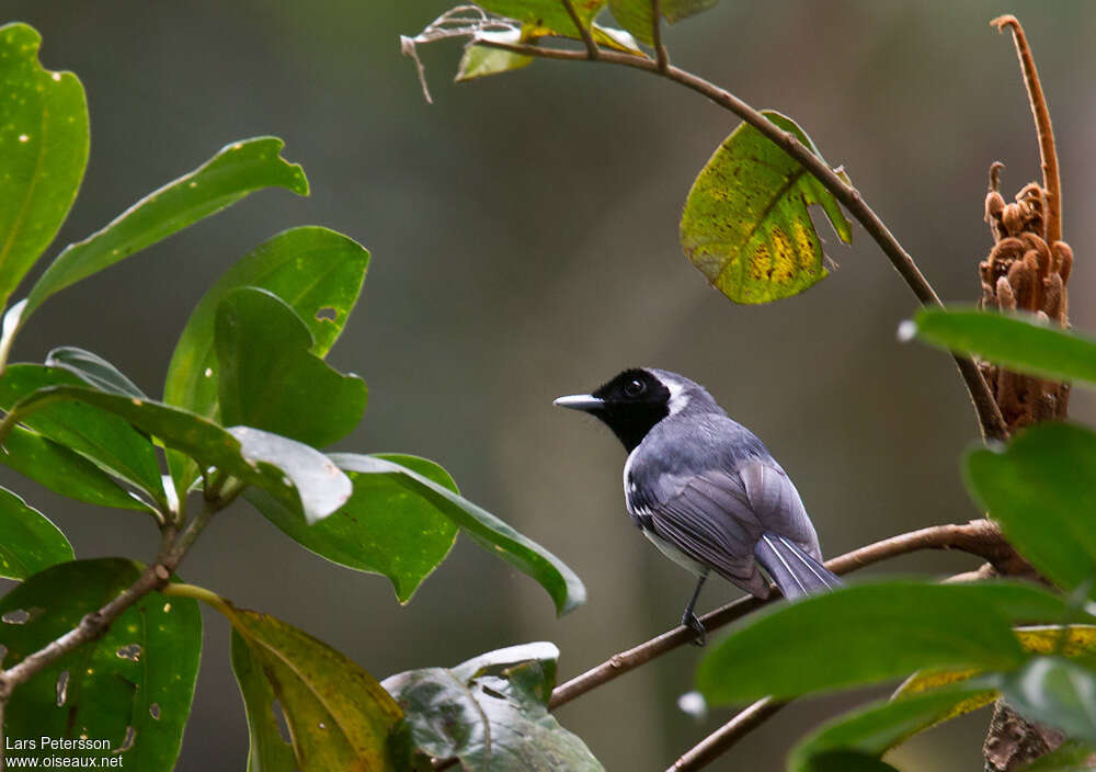 Spot-winged Monarchadult