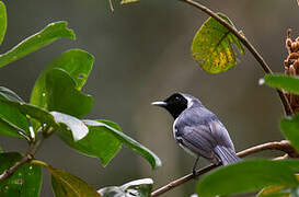 Spot-winged Monarch