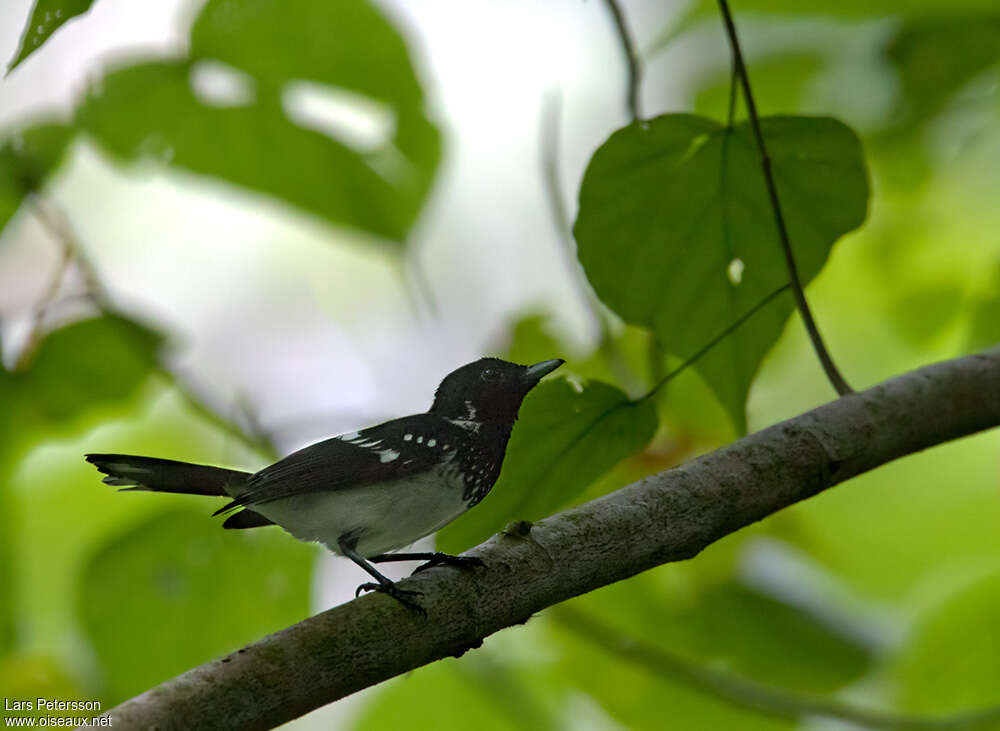 White-collared Monarchadult