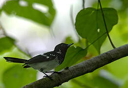 White-collared Monarch