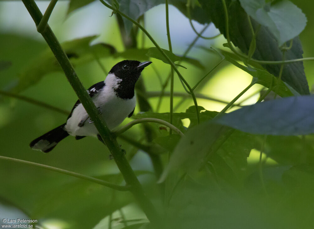 White-collared Monarchadult