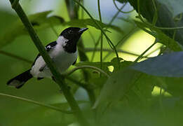 White-collared Monarch