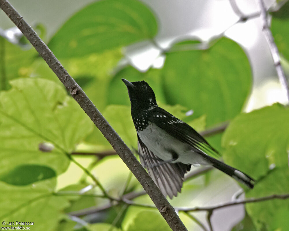 White-collared Monarch