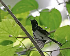 White-collared Monarch