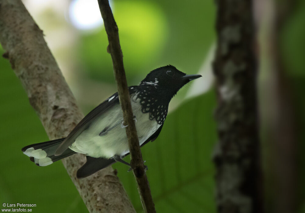 White-collared Monarch