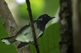 White-collared Monarch