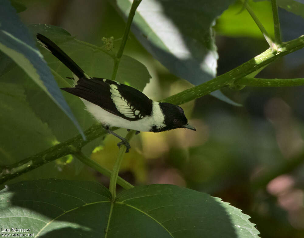 White-collared Monarchadult, identification