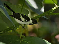 White-collared Monarch