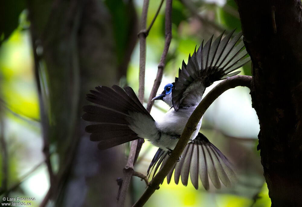 Frilled Monarch