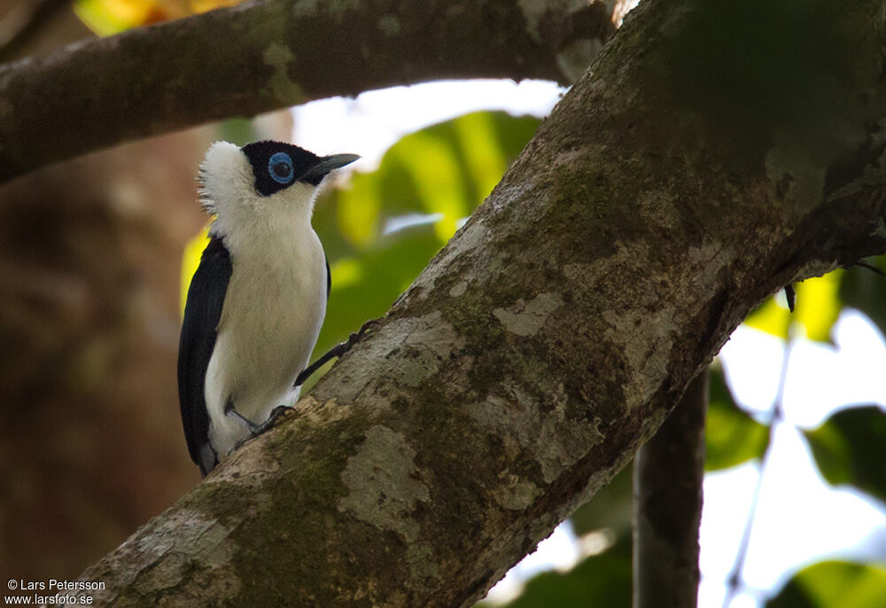 Frilled Monarch