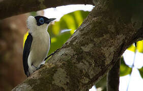 Frilled Monarch