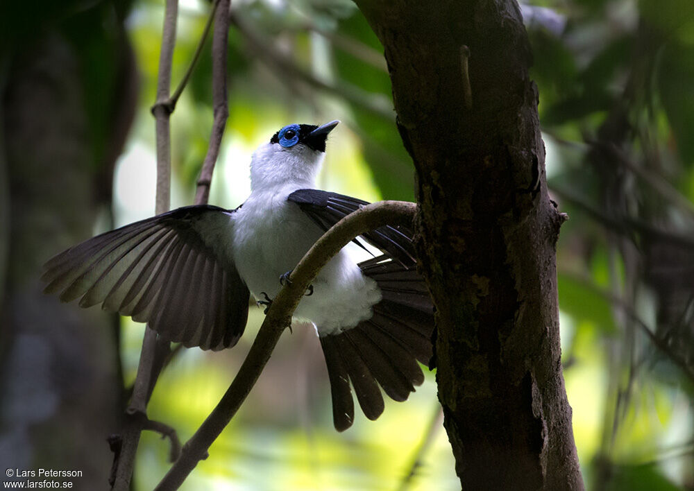 Frilled Monarch