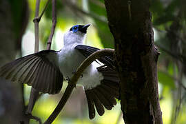 Frilled Monarch