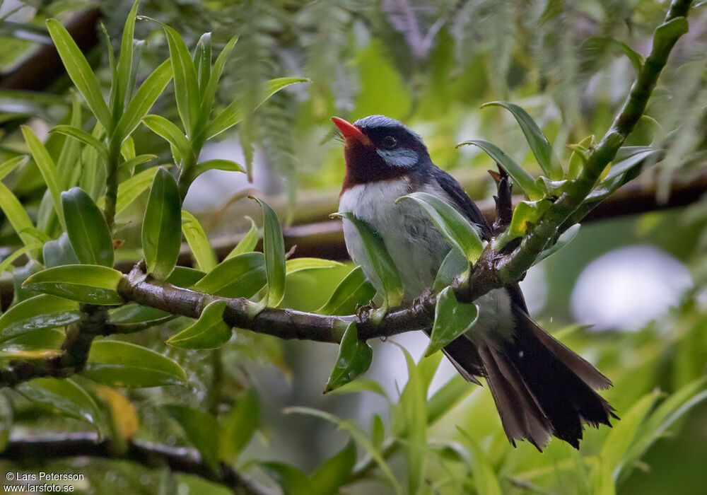 Azure-crested Flycatcher