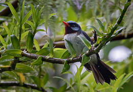 Azure-crested Flycatcher