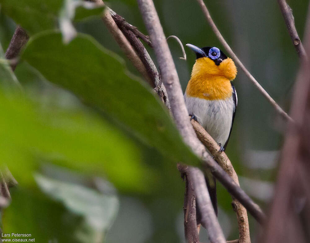 Ochre-collared Monarch male adult