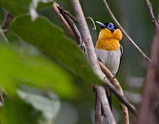 Ochre-collared Monarch