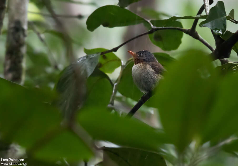 Chestnut-throated Flycatcher female adult, identification