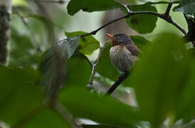 Chestnut-throated Flycatcher