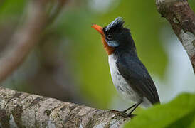 Chestnut-throated Flycatcher