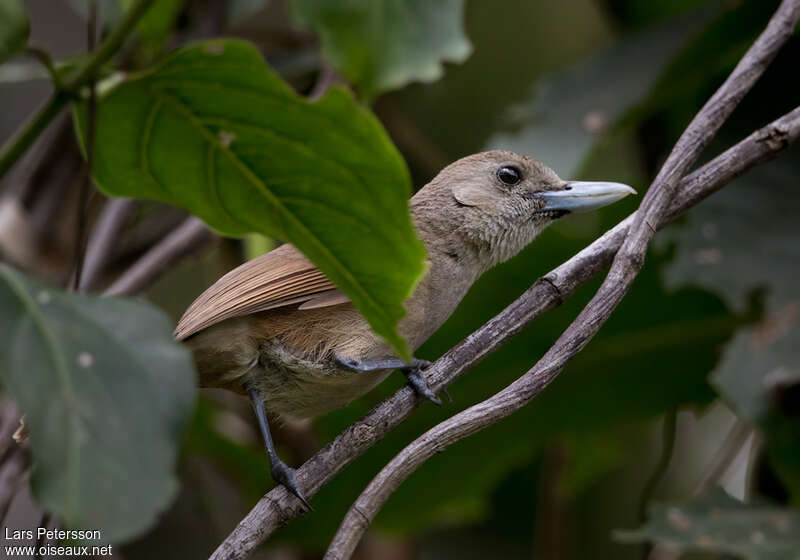 Black-throated Shrikebill female adult