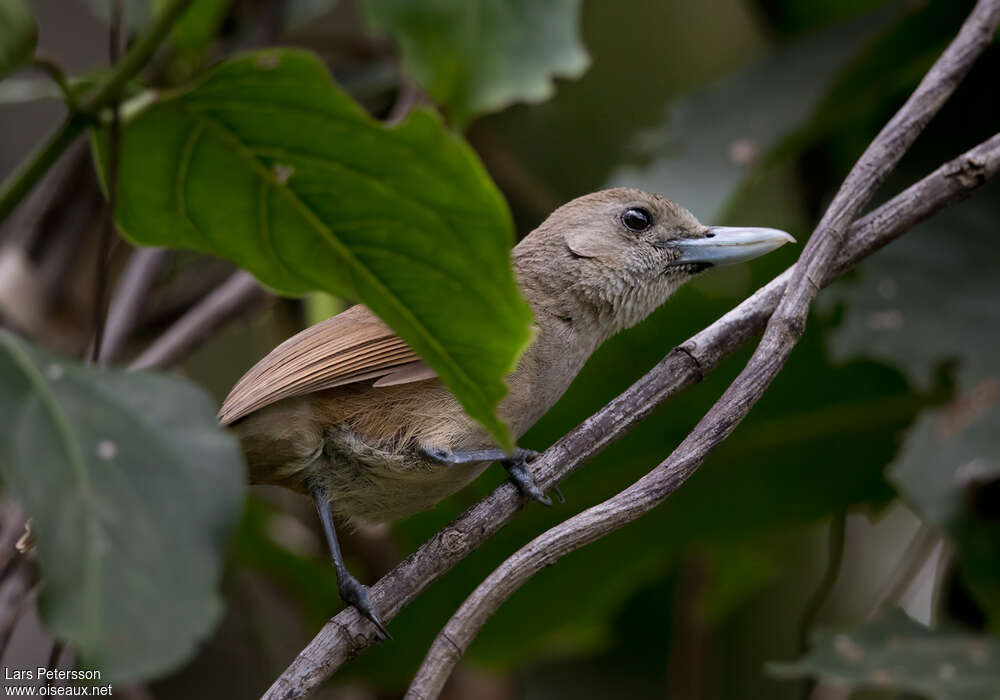 Black-throated Shrikebill female adult