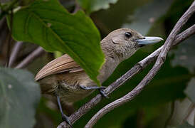 Black-throated Shrikebill