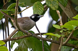 Black-throated Shrikebill