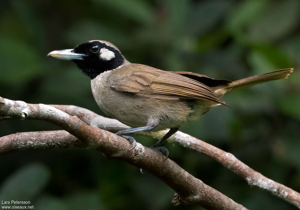 Black-throated Shrikebill male adult, identification