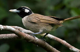 Black-throated Shrikebill