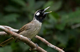 Black-throated Shrikebill