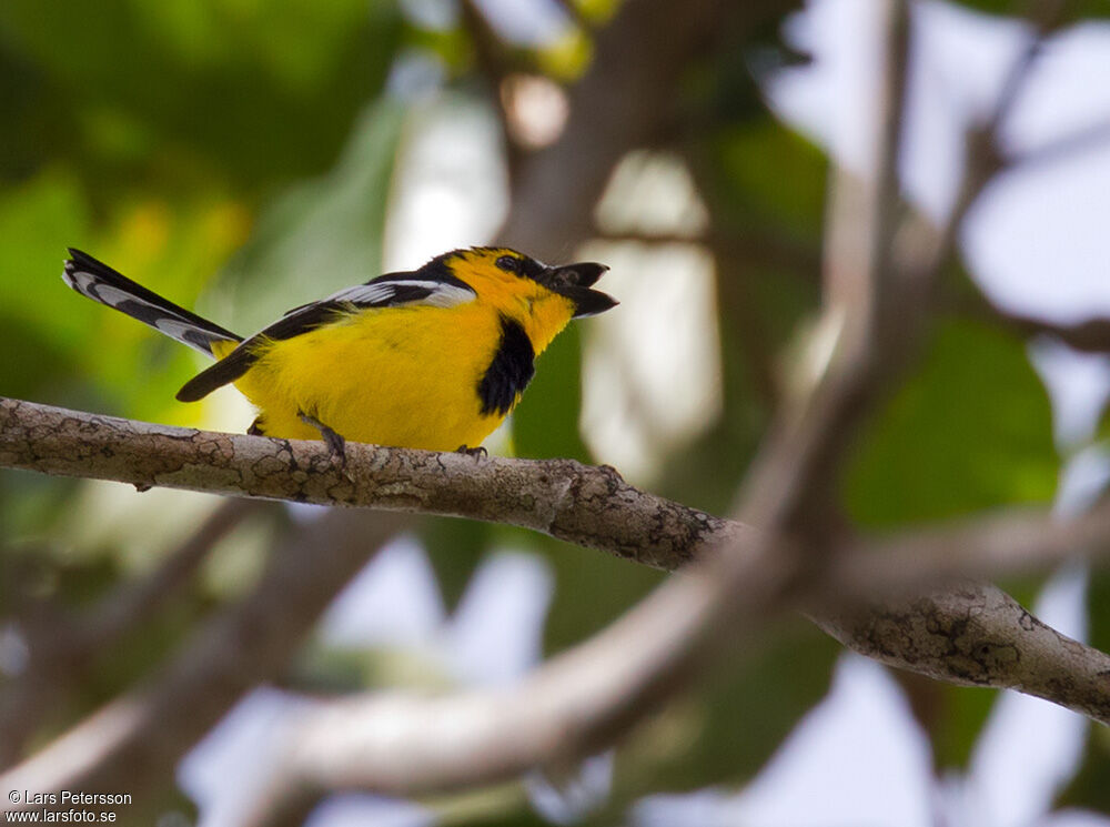 Black-breasted Boatbill