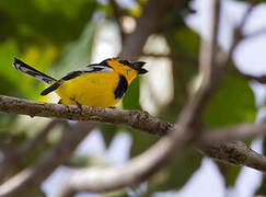 Black-breasted Boatbill